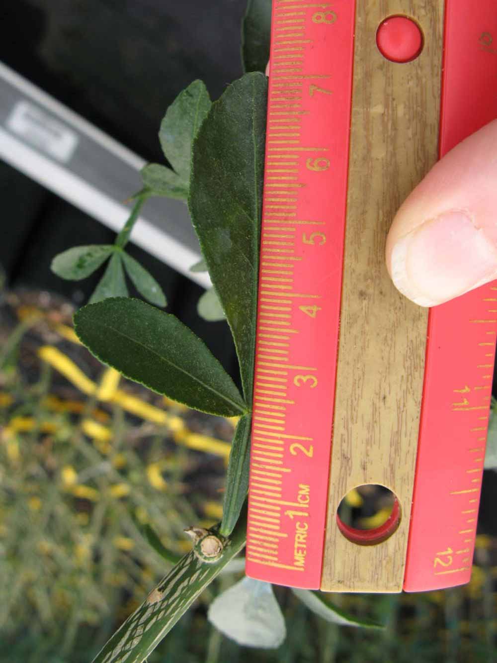              Trifoliolate leaf (Phillip Rucks Citrus Nursery, Frostproof,   FL)       